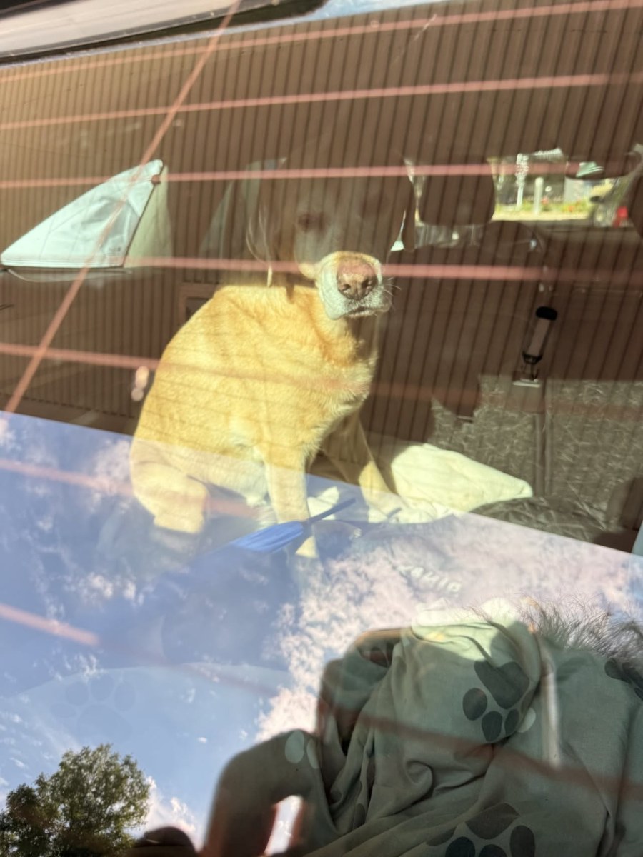 Ein heller Hund sitzt im Auto, aufgenommen durch die Seitenscheibe, in der sich Bäume und Himmel spiegeln.