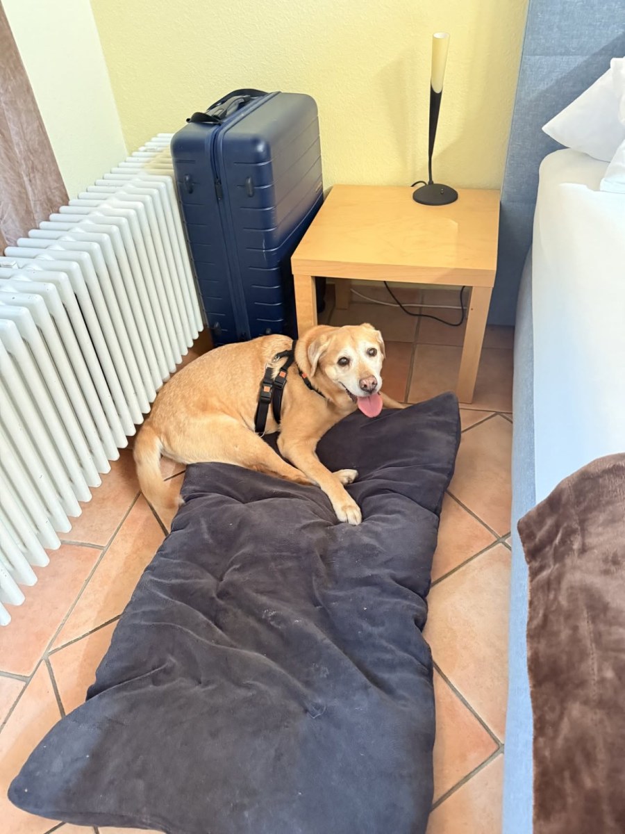 Der Hund liegt auf einem großen dunklen Hundebett im Hotelzimmer, dahinter ein noch gepackter Koffer und eine Nachttischlampe.