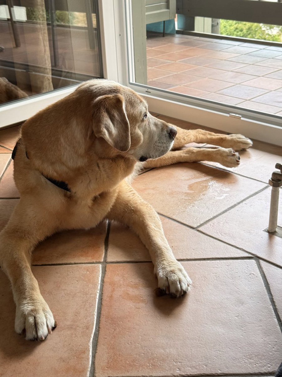 Ein Hund liegt auf gefliestem Boden an einer offenen Terrassentür und schaut nach draußen.