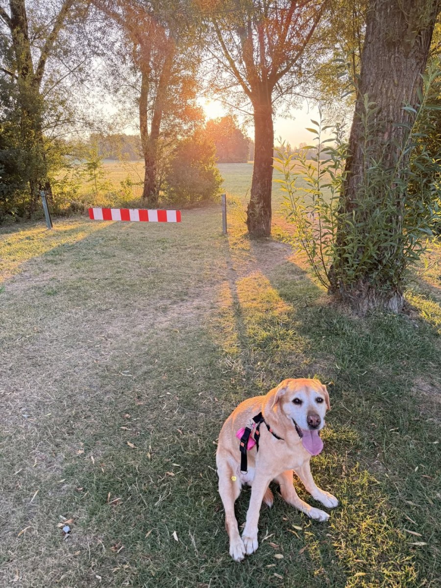 Abendsonne fällt flach zwischen Bäume auf einen Wiesenweg, im Gegenlicht steht ein heller Hund.