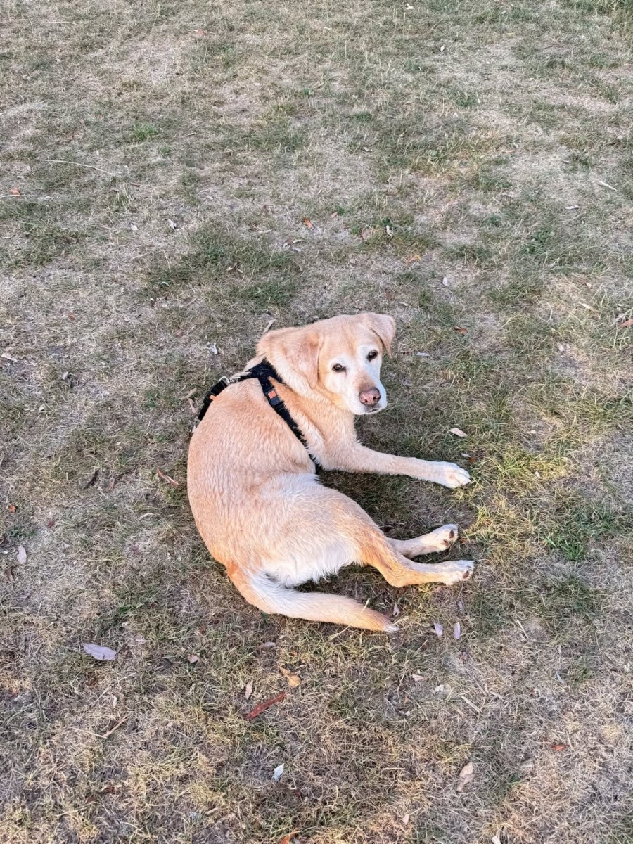 Der Hund liegt ausgestreckt und entspannt auf trockener, sommerlicher Wiese.
